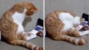 Kot widzi zmarłego właściciela na nagraniu w telefonie. Reakcja sprawi że będzie